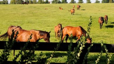 Report of Mares Bred Indicates Steady Activity in 2021