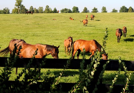 Report of Mares Bred Indicates Steady Activity in 2021