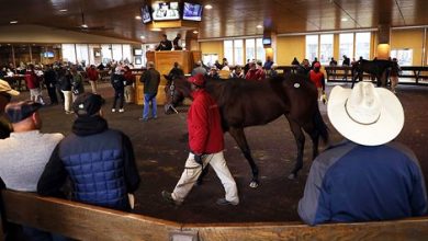 Record-Setting Action Continues at F-T October Sale