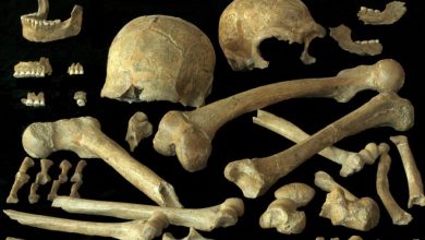 Newly named species likely direct ancestor of the modern human