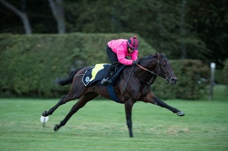 Half Brother to Sangarius to Stand in Uruguay