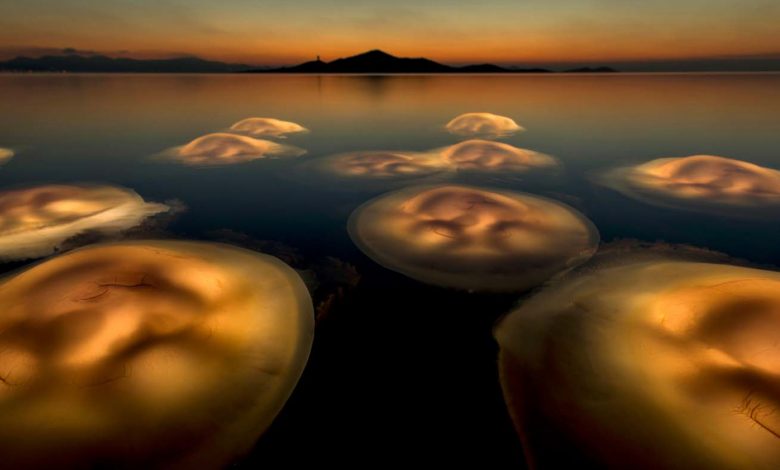 Graceful Photo of Jellyfish Wins Wildlife Photographer of the Year 2021