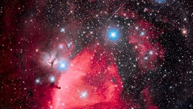 This is the Belt of Orion with its three blue stars across the top of the frame (L to R: Alnitak, Alnilam, and Mintaka), with the iconic Horsehead Nebula (aka B33) below Alnitak, with the dark Horsehead set against the bright nebula IC 434, aka Orion???s Dagger. The pinkish nebula above Alnitak is NGC 2024, the Flame Nebula. The small blue reflection nebula left of the Horsehead is NGC 2023, with smaller IC 435 to the left of it. The field is filled with the large open cluster Collinder 70. The multiple star at bottom left of centre is Sigma Orionis. Many other smaller bits of reflection nebulas populate the field in and around the Belt. This is a blend of 8 x 5-minute exposures at ISO 800 unfiltered with 6 x 10-minute exposures at ISO 1600 shot through an Optolong L-Enhance dual-band nebula enhancement filter (it lets through only Oxygen III blue-green and Hydrogen-alpha red to really enhance the nebulosity). The filtered shot is blended in with the unfiltered shot to retain the best of both worlds: the rich reds captured by the filtered images without losing the range of colours in the other nebulas such as the salmon pinks of the Flame and the blue reflection nebulas and stars. All exposures with the Canon EOS Ra mirrorless camera through the SharpStar HNT150 Hyperbolic Newtonian Astrograph at f/2.8, from home on a very clear moonless night January 27, 2020. All stacked, aligned and blended in Photoshop 2020. (Photo by: Alan Dyer/VW PICS/Universal Images Group via Getty Images)