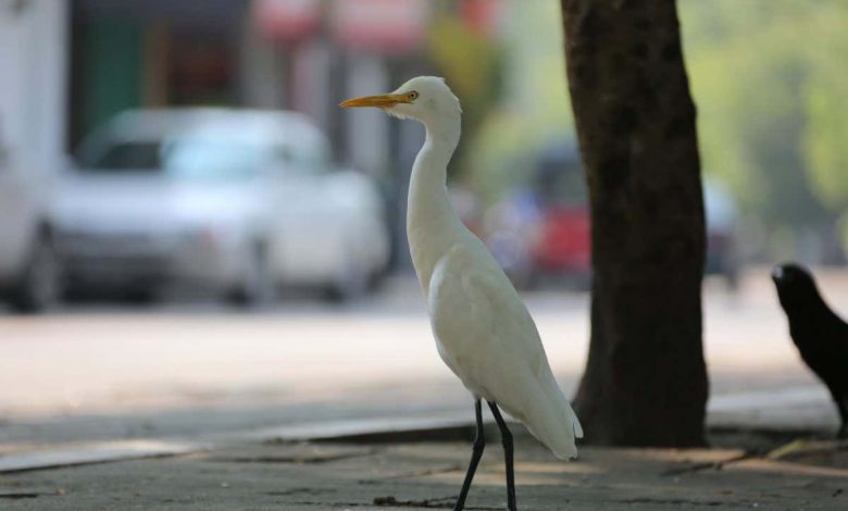 Sri Lanka: Civil war left wild birds with lasting fear of humans