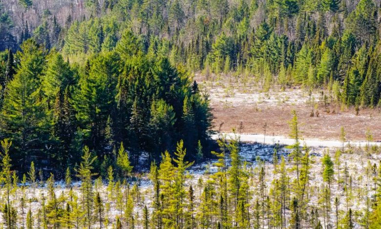 Black spruce: Wildfires threaten common North American tree species