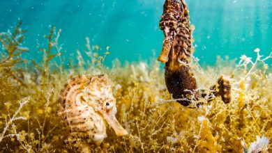 Seahorses: Females forget their pregnant male partners if separated