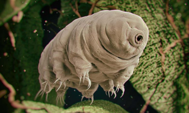 Tardigrades: Microscopic organisms could survive interstellar travel