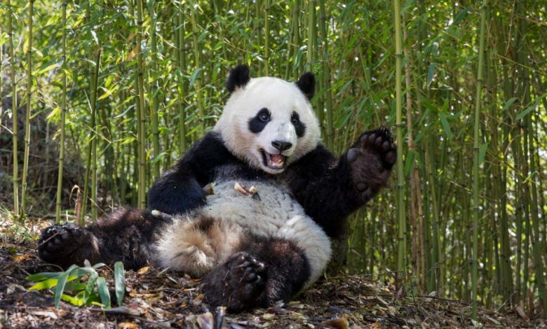 Giant pandas: We finally know why they are black and white