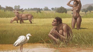 Homo bodoensis: Is there a new species of human?