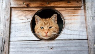 Cats: 250,000 unowned animals roam UK urban areas