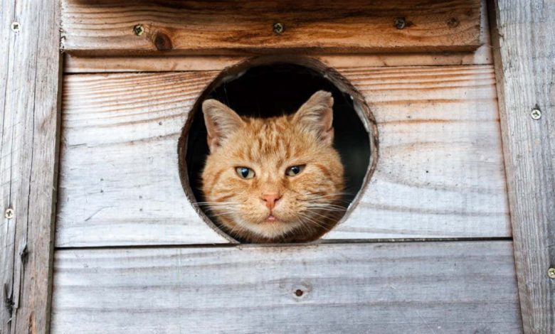 Cats: 250,000 unowned animals roam UK urban areas