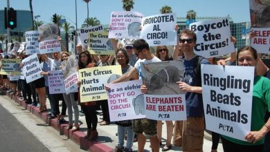 Ringling Bros. Circus to Return Sans Animal Exploitation