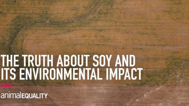 Soy and Deforestation: Everything You Need to Know | Animal Equality