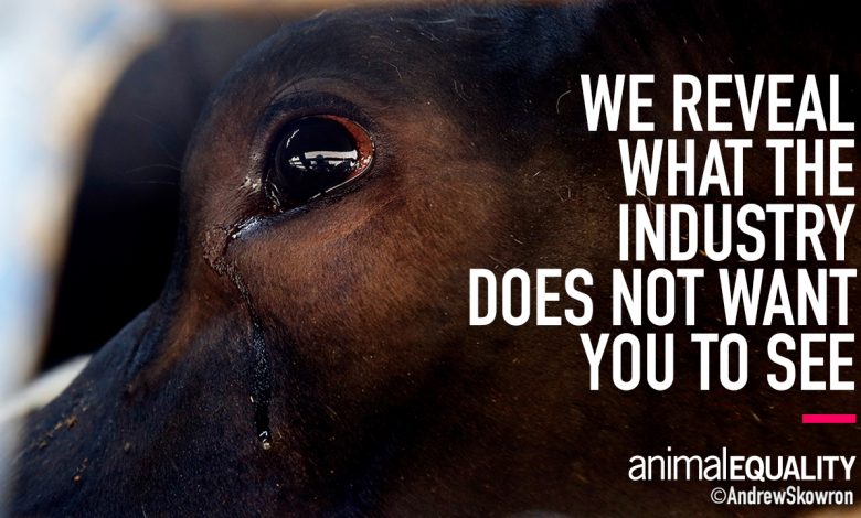 The Truth About Cows Raised for Human Consumption