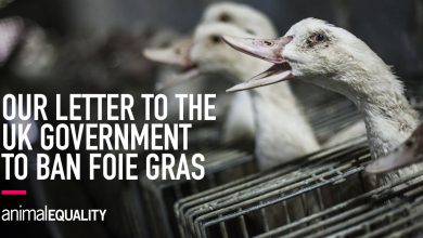 Letter in Support of a UK Ban on Foie Gras