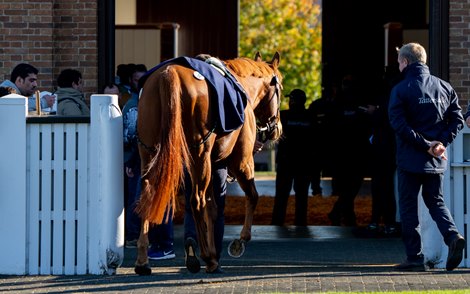 Tattersalls Autumn HIT Sale Wraps with Record Figures
