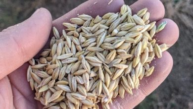 Low grain yields in Alberta mean high grain prices will continue