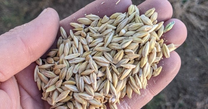 Low grain yields in Alberta mean high grain prices will continue