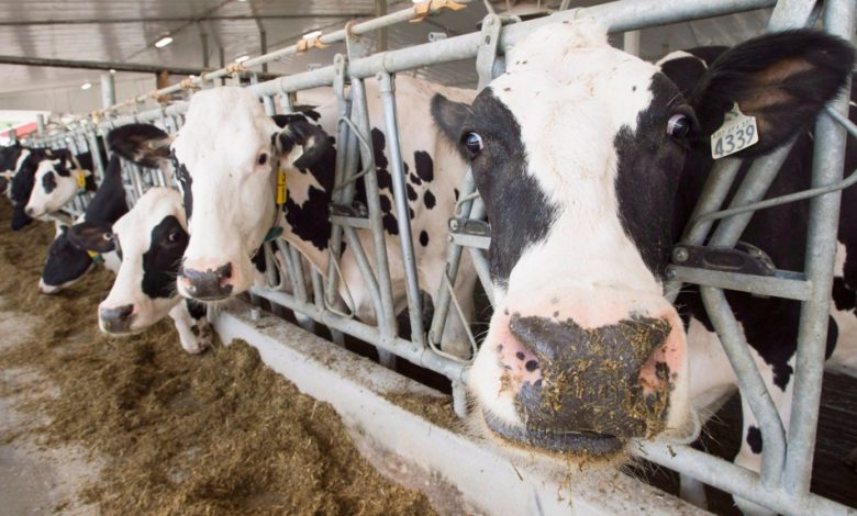 Cost of dairy products could rise as Canadian commission recommends price increase