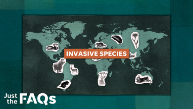 What are invasive species and how do they harm ecosystems, biodiversity?