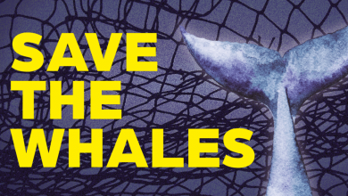 Turn the Tide to Help Save the Whales