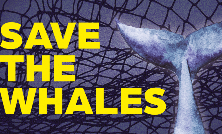 Turn the Tide to Help Save the Whales