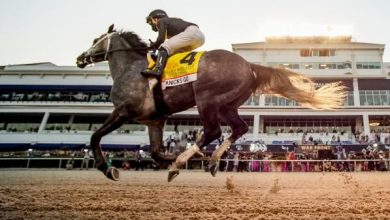 How Will the Breeders’ Cup Influence the Horse of the Year Race?