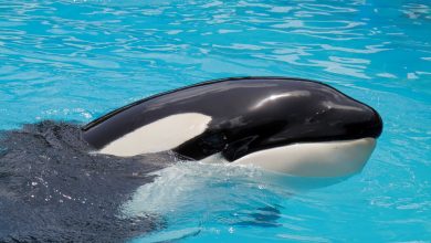 Killer whale Lolita at Miami Seaquarium could be at risk and should be moved : NPR