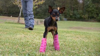 Dog with two broken legs finds perfect home