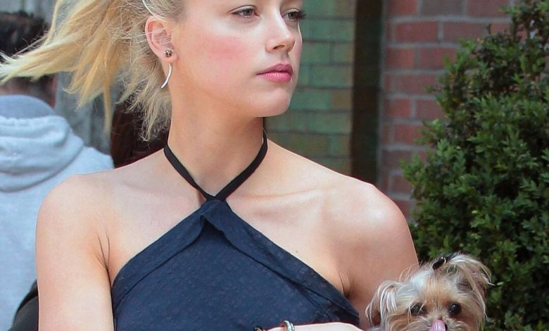 Amber Heard Under Investigation for Perjury in 2015 Dog Smuggling Case