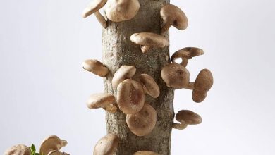 Mushroom-Growing Logs