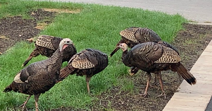 Montreal’s West Island reporting increased wild turkey sightings - Montreal