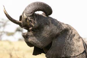 New Scientist Default Image