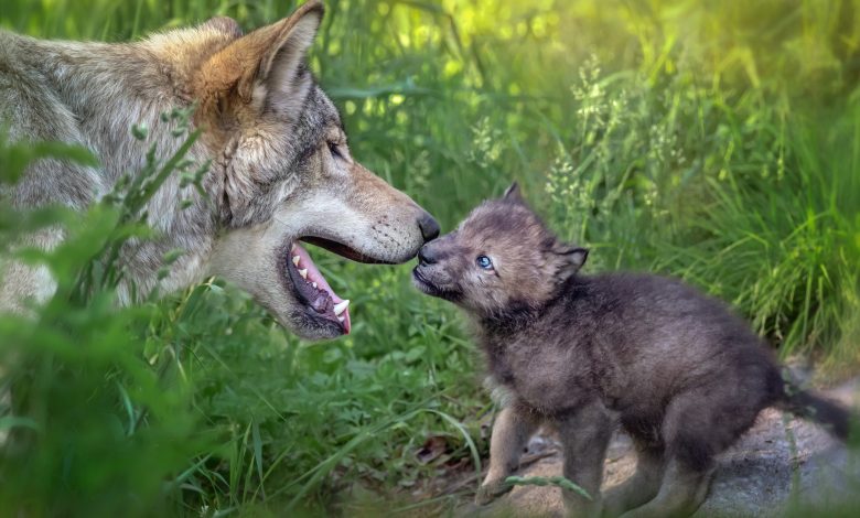 Mom Gray Wolf and her newborn pup sharing a tender moment, Quebec, Canada