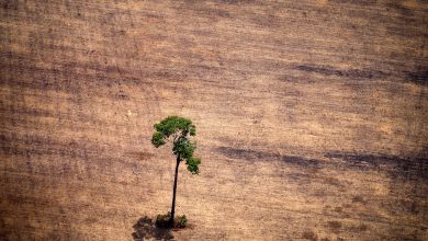 China, Brazil among nations pledging to end deforestation by 2030