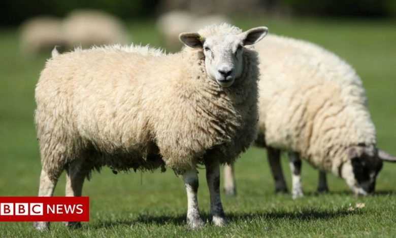Farm: Dog Attacking Sheep Could Lead to Bigger Fines