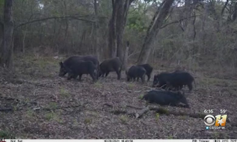 Feral Hogs Presence Growing In North Texas – CBS Dallas / Fort Worth