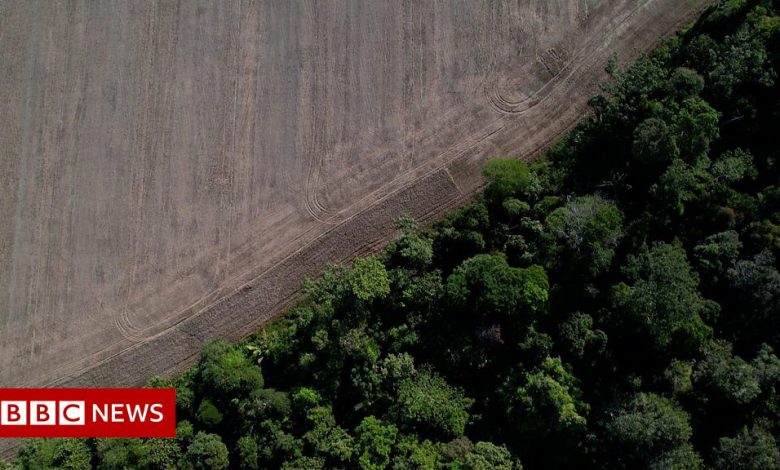 Climate change: Should we save or exploit the vanishing Amazon?