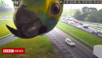 Brazil: Amazon parrot plays peekaboo with CCTV traffic camera