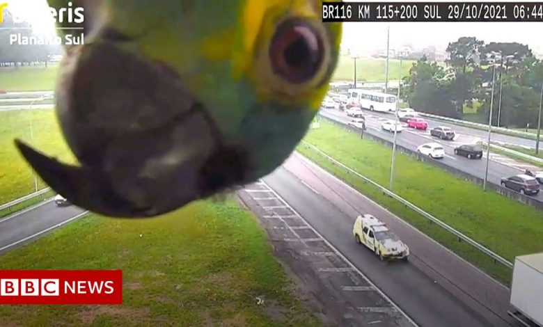 Brazil: Amazon parrot plays peekaboo with CCTV traffic camera