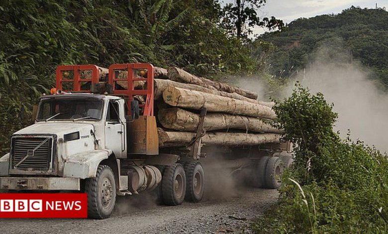 Deforestation: Which countries are still cutting down trees?