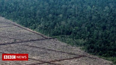 COP26: Indonesia criticises 'unfair' deal to end deforestation