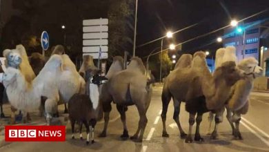 Camels escape circus and wander Madrid streets