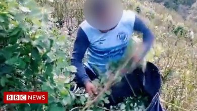 TikTok videos humanise Colombia's cocaine workers
