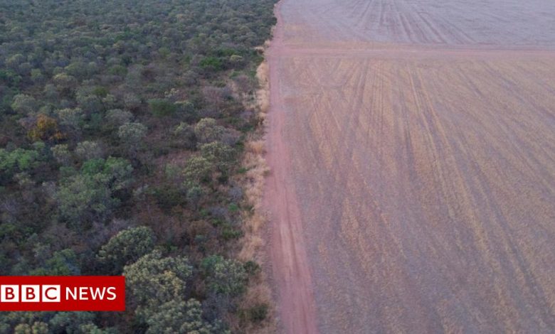 Climate change: Wales imports 'cause deforestation'