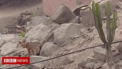 Peruvian family dog turns out to be a fox
