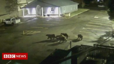Celebrity grizzly bear takes her cubs into town