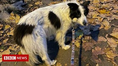 Rory Cellan-Jones' dog recovered after six animals stolen in London