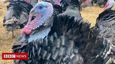 No turkey shortage, says British Poultry Council