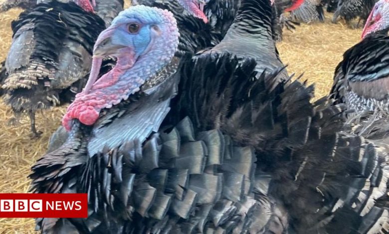 No turkey shortage, says British Poultry Council